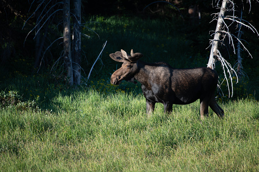Moose thrive on the enormous plant life in Northern Colorado