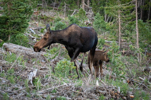 istock Moose Paradise - Cow and calf 1130165380