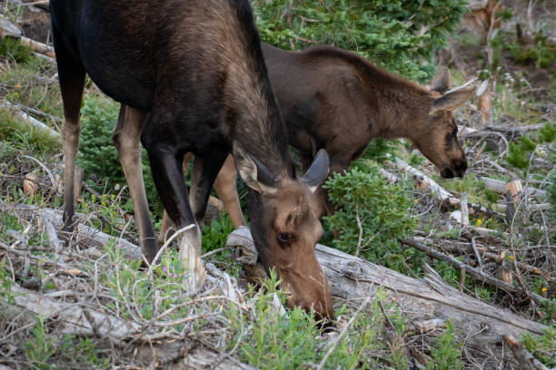 istock Moose Paradise - Cow and calf 1130165523