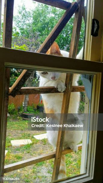 A Cat Trying To Knock On The Window Begging To Get Inside The House Stock Photo - Download Image Now