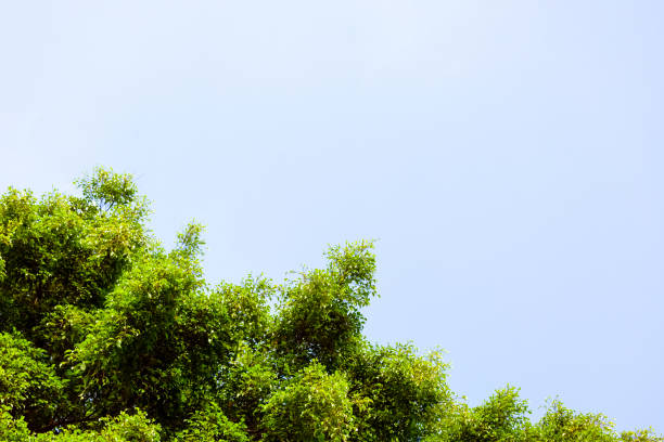 tree against blue sky, beautiful nature background with copy space - treetop sky tree high section imagens e fotografias de stock