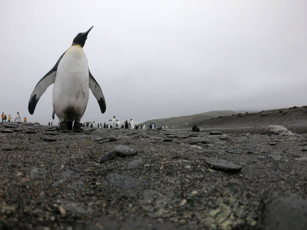 istock King Penguin walking on a sandy beach 1130166668
