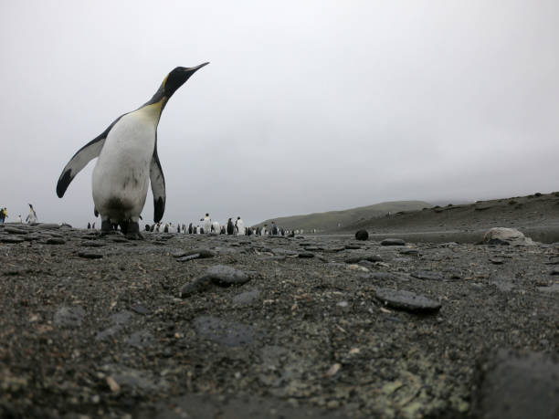 istock King Penguin walking on a sandy beach 1130166693
