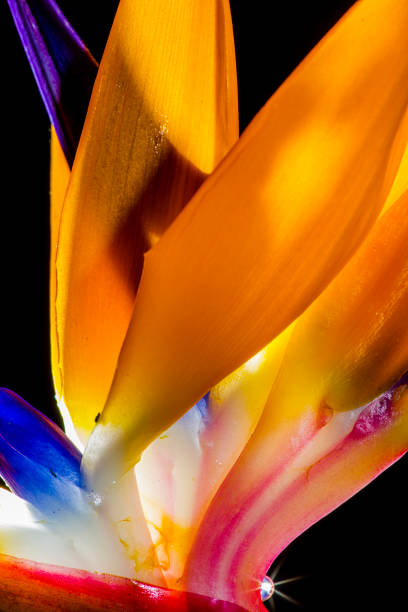 Strelitzia reginae flower with leaves, Bird of paradise flower, Tropical flower isolated on white background, with clipping path