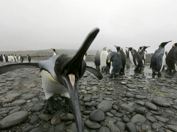 lustigen pinguin beißen kamera, niedliche tiere wütend vogel - antarctica penguin bird animal stock-fotos und bilder