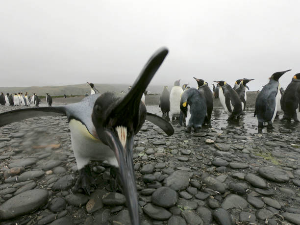 pinguim engraçado morder a câmera, bonito pássaro com raiva animal - flightless bird water bird gentoo penguin penguin - fotografias e filmes do acervo