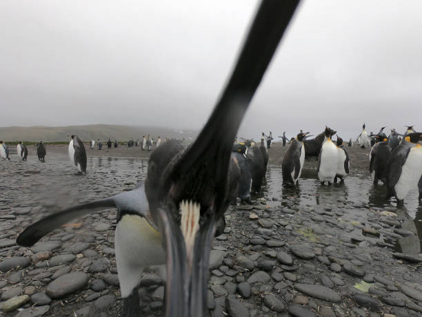 lustigen pinguin beißen kamera, niedliche tiere wütend vogel - antarctica penguin bird animal stock-fotos und bilder