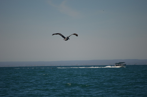 A pelican in the sea of cortez follows a local fishing panga
