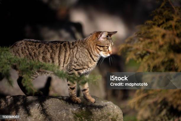 Abandoned Domestic Shorthaired Cat Breed Blur Nature Background Banner  Stock Photo - Download Image Now - iStock