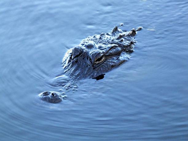 istock American Alligator (Alligator mississippiensis) head shot  while swimming in a Florida lake 1130172067