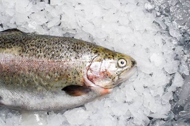 istock Raw trout on ice. Grey background, top view. 1130175757