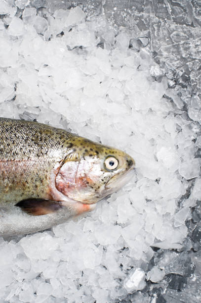 istock Raw trout on ice. Gray background, top view 1130175769