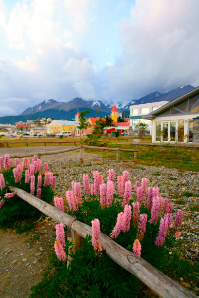 blick auf port stanley vom hafen - falkland islands stock-fotos und bilder