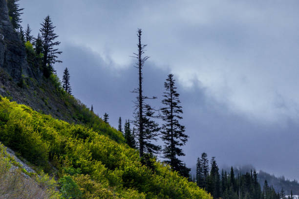 istock The area near Mt Rainier 1130176149