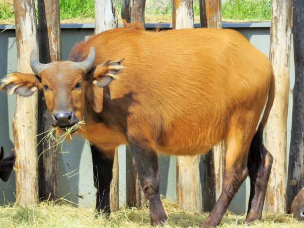 bull stock photo