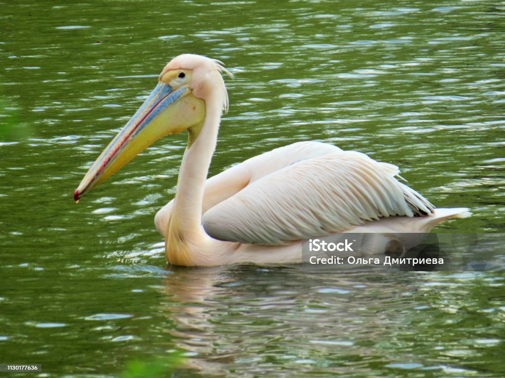 pelican пеликан на воде Horizontal Stock Photo