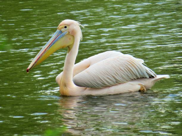 pelican stock photo