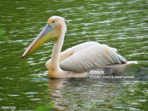 Pelican Stock Photo - Download Image Now - Horizontal, No People, Photography