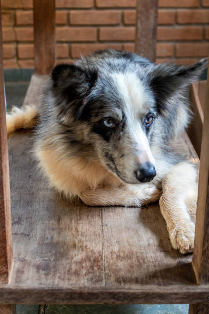 istock border collie resting quietly under the table 1130178380