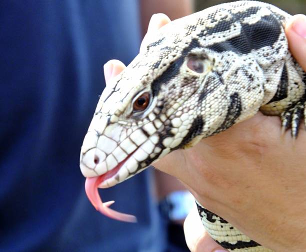 istock Tegus (Salvator merianae) black and white, tongue out, handheld in Florida 1130179584