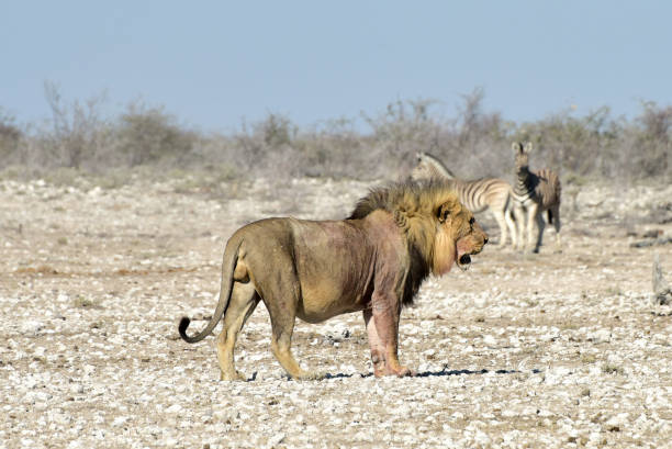 istock Lion and Zebras in Etosha, Namibia 1130179590