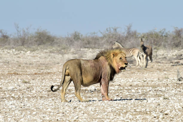 istock Lion and Zebras in Etosha, Namibia 1130180176