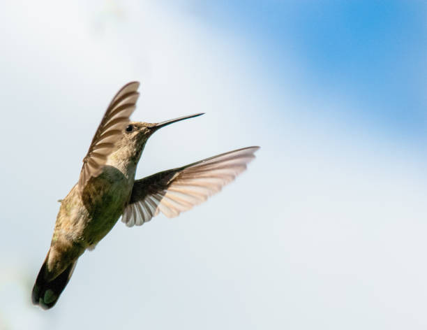 istock Anna's Hummingbird Female 1130180389