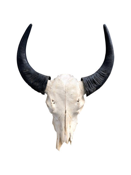 teschio di toro isolato su sfondo bianco - animal skull cow bull old foto e immagini stock