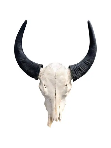 Bull Skull isolated on white background