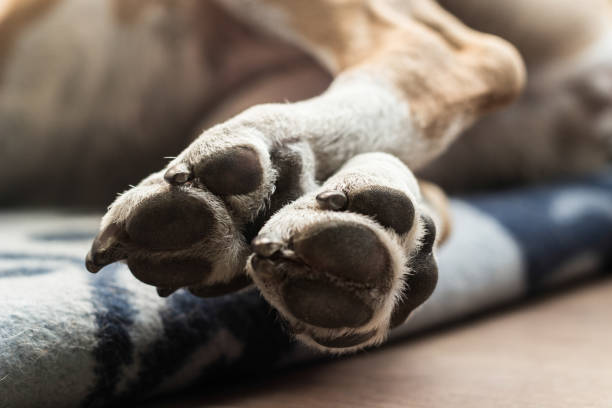 patas de cão - paw print paw dog blanket - fotografias e filmes do acervo