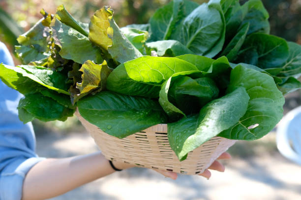 istock hand holding basket with fresh vegetable from farm 1130188062