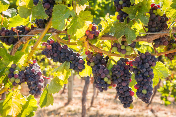 closeup of red wine grapes on vine in vineyard at harvest time