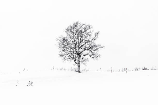 istock Beautiful landscape with lonely tree in snow winter season 1130193370