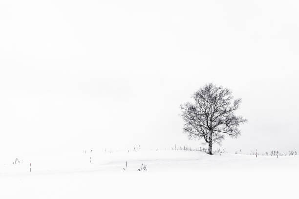 istock Beautiful landscape with lonely tree in snow winter season 1130193376