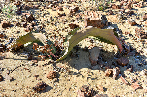 Welwitschia mirabilis in the 280 million years old Petrified forest, outside of Khorixas, Namibia.