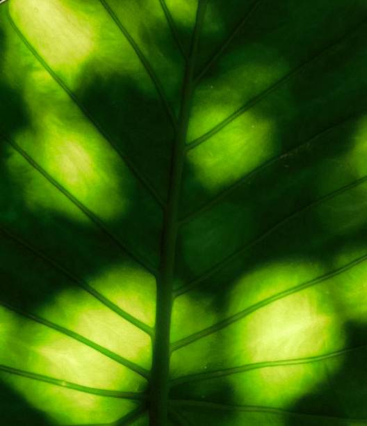 istock Close up view of a very large tropical leaf 1130194008