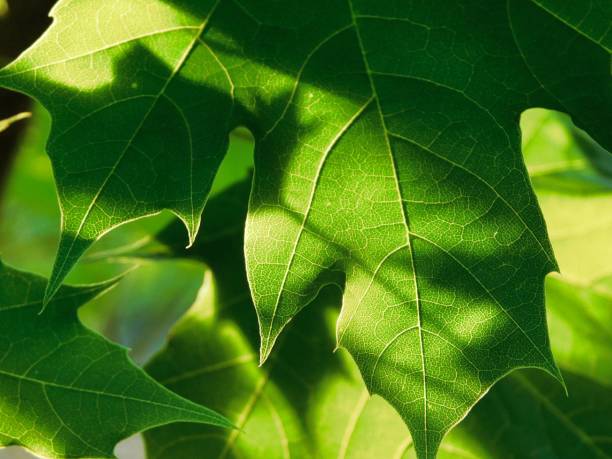 ahornblatt im sonnenlicht - maple leaf maple leaf green stock-fotos und bilder