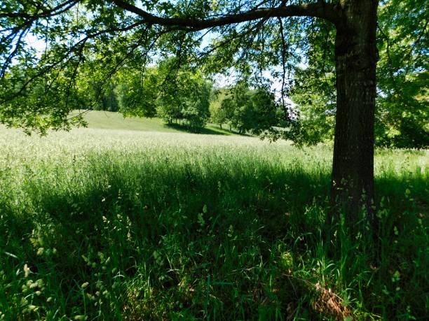 istock Shady area in a field 1130194273