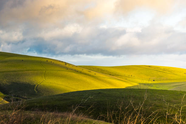 istock Happy cows of california 1130195334