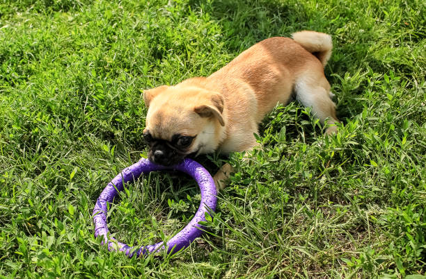 istock A small dog of red color, Proty Petit Brabancon plays with puller.  Training small dogs. 1130195426
