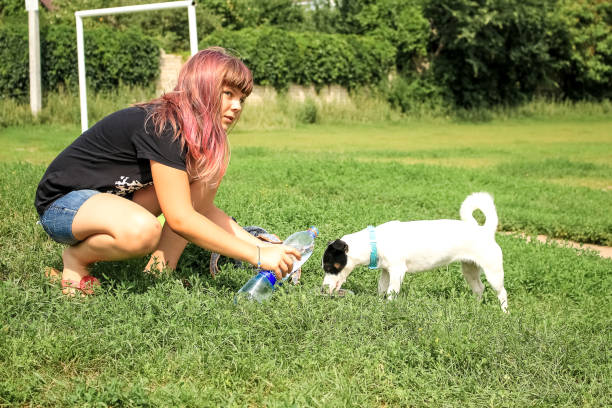 istock Girl playing with a small dog breed Jack Russell Terrier 1130196147