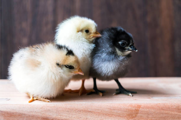 istock Beautiful baby chicken 1130196422