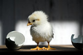 Newborn Chick