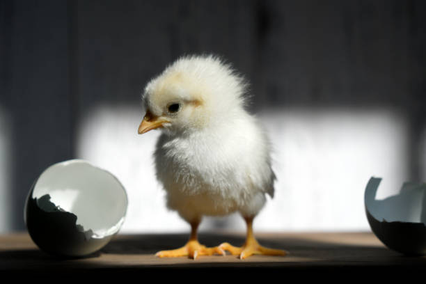 nowo narodzone pisklę - young bird poultry chicken livestock zdjęcia i obrazy z banku zdjęć