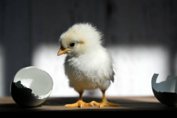 newborn chick - livestock beautiful image beak imagens e fotografias de stock