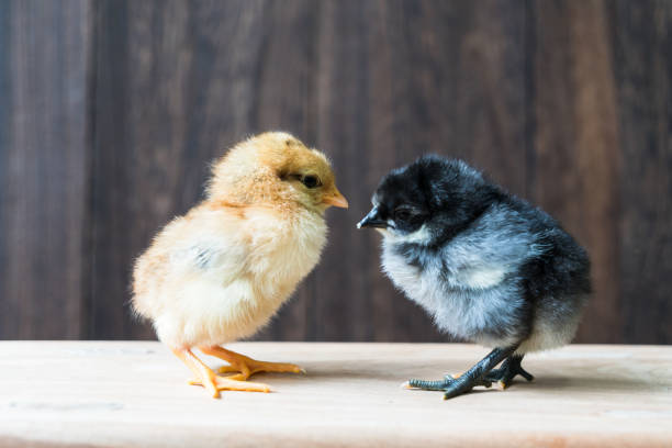 Beautiful baby chicken