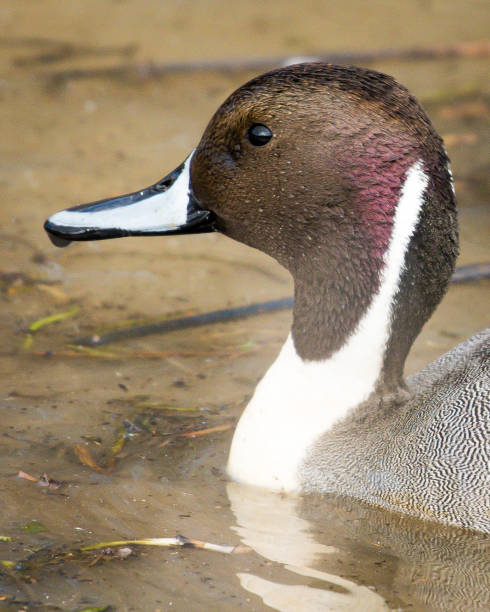 istock Pintail Duck in Huntley Meadows park in Virginia 1130197182