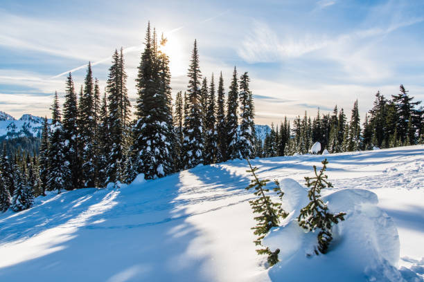 istock Sun, Mt Rainier National Park 1130197212