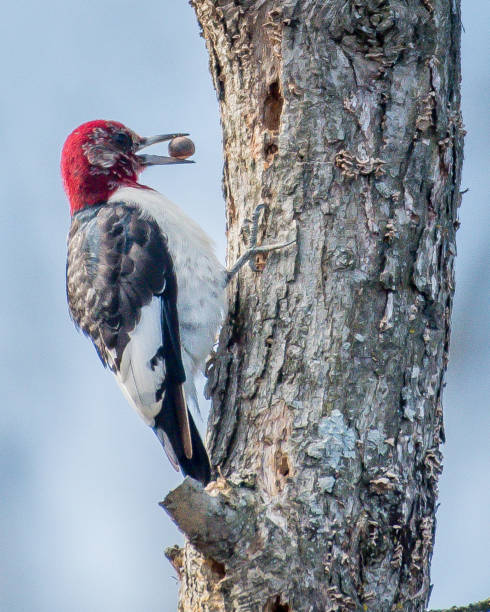 istock Red Headed Woodpecker in Huntley Meadows park in Virginia 1130197221