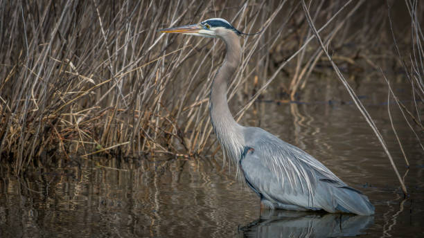 istock Blue Heron in Huntley Meadows park in Virginia 1130197400